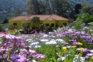 Countryside Studios_accommodation_in_Hotel_Ionian Islands_Kefalonia_Kefalonia'st Areas