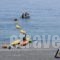 Calypso_best deals_Hotel_Crete_Chania_Sfakia