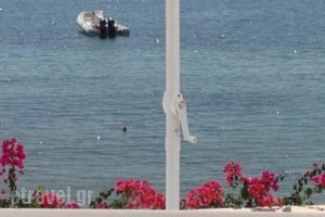 Hotel Irene_lowest prices_in_Hotel_Cyclades Islands_Paros_Paros Chora