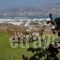 Antiparos View_best prices_in_Hotel_Cyclades Islands_Antiparos_Antiparos Chora