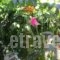 Pantelis Apartments_best deals_Apartment_Ionian Islands_Corfu_Corfu Rest Areas