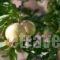 Proimos Apartments_best deals_Apartment_Crete_Chania_Kolympari