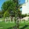 Villa Komfort_best deals_Villa_Ionian Islands_Zakinthos_Zakinthos Rest Areas